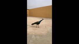 Friendly peacocks playing