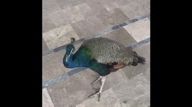 Young friendly peacock playing around