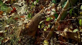 Rabbit snared in Rhode Island fence rescued by two guys with bolt cutters