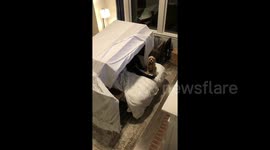 Relationship goals! Timelapse shows US couple build 'fort' together in adorable annual New Year's Eve tradition