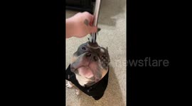 Thor getting ready for his close up