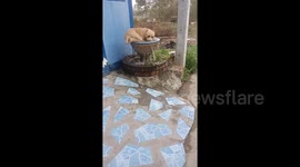 American Pit Bull Terrier Cools Off In Garden Pot
