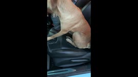 Stray Dog Jumps In Family's Car For Ride Home