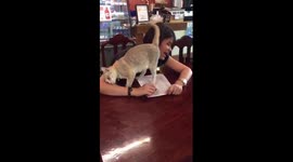 Cute moment kitten tries to get girl's attention as she works