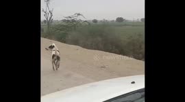 A stray do running after chasing the car