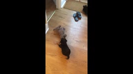 Border Terrier puppy playing with a dog-themed doorstop