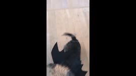 Border Terrier puppy shows off his batwing Halloween costume