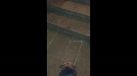 Border Terrier puppy scared of a toad