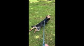 Border Terrier puppy body sliding down a grassy hill
