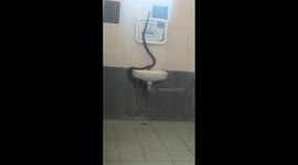 Seven-foot-long snake creates panic in women’s hostel in south India