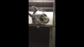 Sultán the horse wants an apple