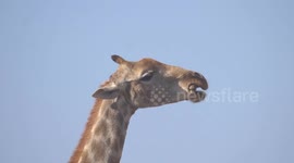 Rare footage shows herbivore giraffe chewing bones of another animal