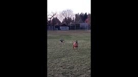 Dogs chasing each other