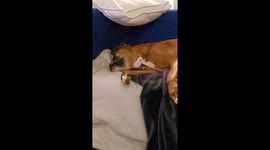 Dreaming Boxer with an active foot