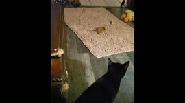 Special needs dog tries to make friends with a reluctant kitty.