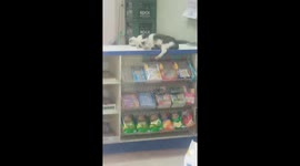 Sleepy pet cat naps on shop counter