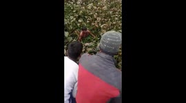 Watch - spotted deer baby stuck in pond ,rescued by forest team in Maharajganj