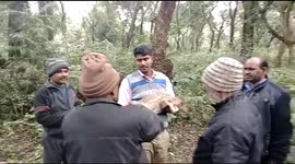Watch - Rescued deer baby left into the forest area
