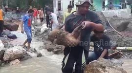 Locals save goats from flooding and landslides in West Sumatra, Indonesia
