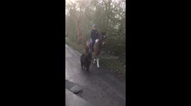 Big horse takes miniature pony for a walk on English country road