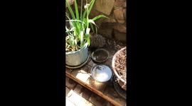 Echidna shares drink of water with cat on hot day (Australia Drought)