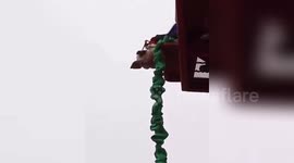 Outrage after Chinese theme park forces pig to bungee jump