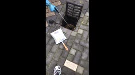 Big rat in the drain