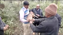 Drowning baby deer rescued from pond in northeast India and released back into the forest