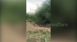 This is a shocking moment that a warthog is dragged from its burrow by a hungry lion