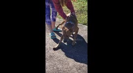 Special needs dog bravely learns to walk across concrete drive