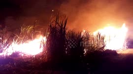 Thai farmers continue burning waste crops ignoring ban over toxic smog