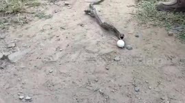 Snake spits up three eggs after getting caught raiding hen house in southern India