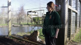 Zoo reveals it sprays perfume and aftershave in its big cat enclosures to encourage the animals to 'scent mark'