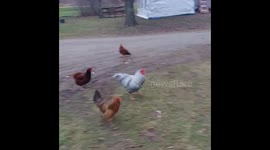 Watch the viral video of Kyle the rooster charging his owner