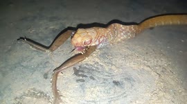 Gruesome moment rat snake swallows frog whole in India