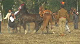Indian Republic day preparations halted when two horses begin fighting on the field