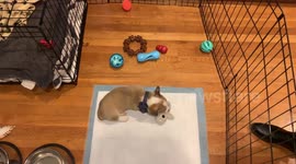 Hammy the Corgi getting settled in with new toys
