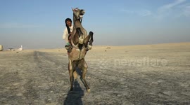 training horse in the halfmoon beach , khubar , Saudi Arabia