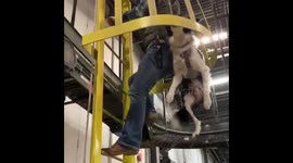 Goose Dog Heads to Work on Roof Top