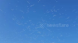 'Thousands' of geese spotted flying above New Jersey township will leave you feeling dizzy