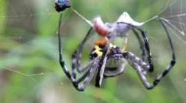 Skin-crawling moment spider catches prey and wraps it in silk web