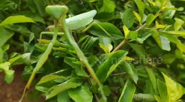 Praying mantis waggles its claws at photographer