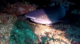 Diver Gets Close To Black Tip Reef Shark In Bali