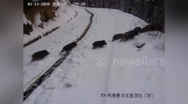 Family of wild boars in China cross snow-covered road in an orderly fashion