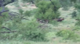 Sighting of a lifetime: Video of African wild dogs stalk and killing an Impala in Kruger National Park