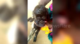 Deformed goat kid born with strangely human-like facial features in northwest India