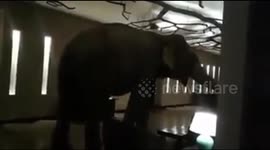 Repeat visitor: Wild elephant 'checks in' to five-star hotel in Sri Lanka and roams lobby