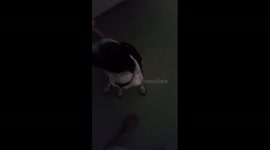 Dog snorts when being petted