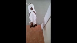 Dog loses his mind over an ICE CUBE