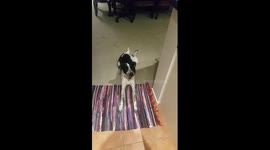 Dog hears recorder play for the first time